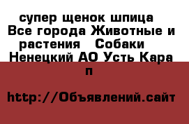 супер щенок шпица - Все города Животные и растения » Собаки   . Ненецкий АО,Усть-Кара п.